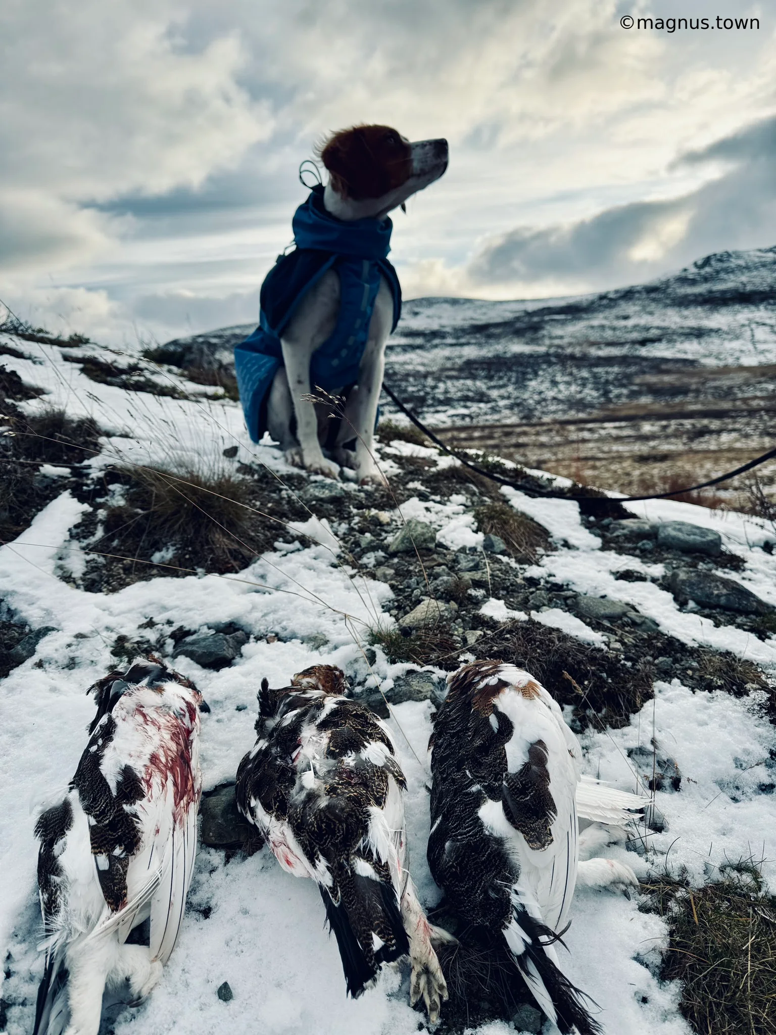 Very rewarding when you get some!